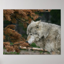 Lobo Posters