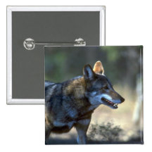 Lobo rojo pin