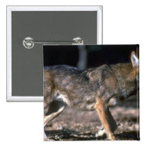 Lobo rojo pins
