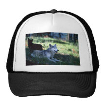 Lobo-verano-mamá gris con el cachorro (de la negro gorro de camionero