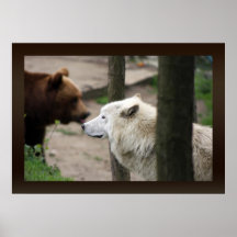 lobo y oso árticos en el fondo impresiones