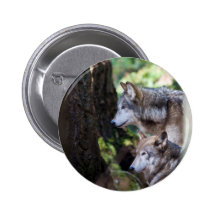 Lobos grises pins