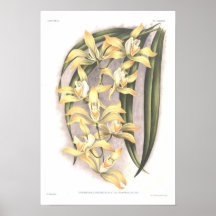 Lomianum del Cypripedium Posters