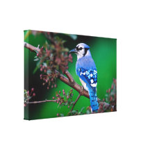 Lona azul del pájaro impresiones de lienzo
