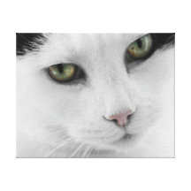 Lona blanca del gato impresiones en lona