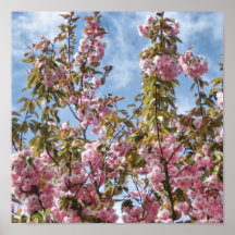 Lona de las flores de cerezo impresiones