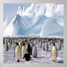 Lona del pingüino posters