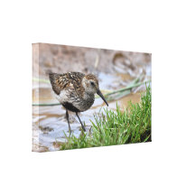 Lona: Dunlin en los acantilados de RSPB Bempton Lienzo Envuelto Para Galerías
