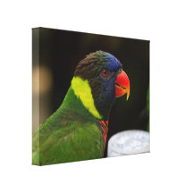 Lona envuelta ascendente cercana del Macaw Lienzo Envuelto Para Galerías
