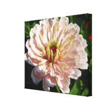 Lona - envuelta - el Zinnia rosado más pálido Impresión En Lona Estirada