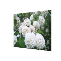 Lona - envuelta - ll blanco de los Hydrangeas Impresión De Lienzo