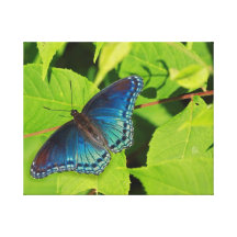 Lona envuelta mariposa azul impresión en lienzo estirada