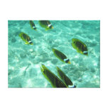 Lona envuelta pescados hawaianos lona estirada galerías