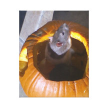 Lona envuelta sorpresa de Halloween Impresion De Lienzo