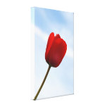 Lona envuelta tulipán rojo lona estirada galerias