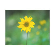 Lona envuelta Wildflower amarillo del girasol Impresión En Lona