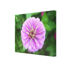 Lona - envuelta - Zinnia natural de la lila Lona Envuelta Para Galerias