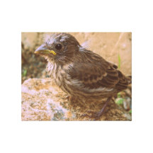 Lona estirada pinzón precioso del bebé impresiones en lienzo estiradas