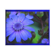 Lona - flor de la margarita azul impresión de lienzo