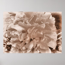 Lona/poster del efecto de la sepia del Peony