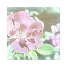 Lona romántica color de rosa lona envuelta para galerias