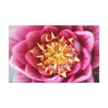 Lona rosada de la flor lona estirada galerias