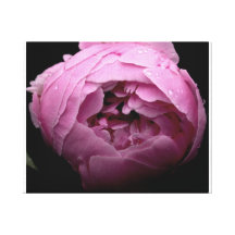 Lona rosada del peony lienzo envuelto para galerías
