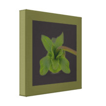 Lona verde del flor de la hoja lona envuelta para galerías