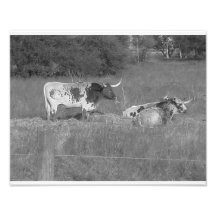 Longhorns02 Cojinete