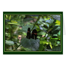Longwing Carmesí-Remendado Tarjetas