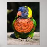 Lorikeet Impresiones