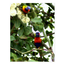 Lorikeet Tarjeta Postal