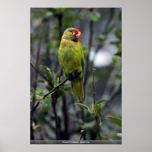 Lorikeet variado, Australia Impresiones
