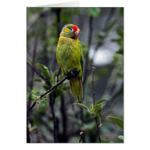 Lorikeet variado, Australia Tarjeton