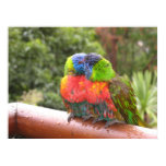 Lorikeets del bebé posters