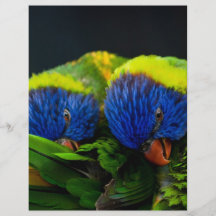 Lorikeets Tarjeton