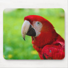 Loro del americano de Macao del Ara del Macaw del  Alfombrilla De Ratones