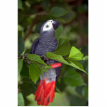 Loro del gris africano escultura fotografica
