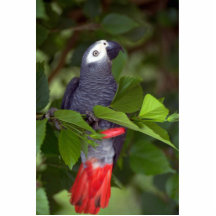 Loro del gris africano escultura fotografica
