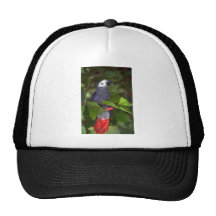 Loro del gris africano gorras de camionero