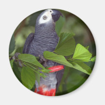 Loro del gris africano iman