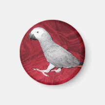 Loro del gris africano iman de frigorífico