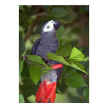 Loro del gris africano invitación personalizada