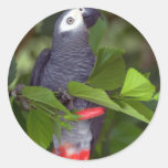 Loro del gris africano pegatina redonda