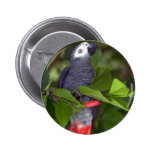 Loro del gris africano pins
