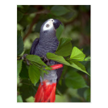 Loro del gris africano postales