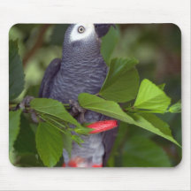Loro del gris africano tapetes de raton