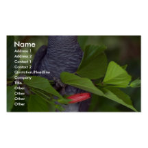 Loro del gris africano plantilla de tarjeta personal