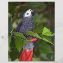 Loro del gris africano tarjetas publicitarias
