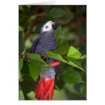 Loro del gris africano tarjetón